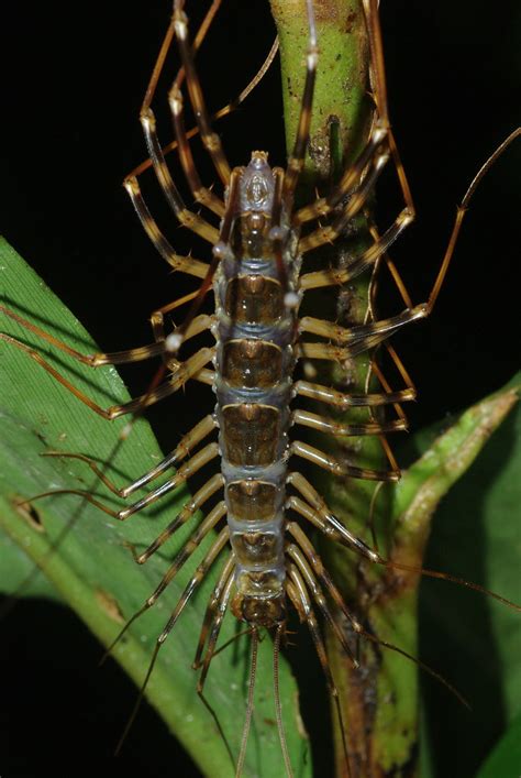 Long Legged Centipede Scutigera Found During A Night In Flickr