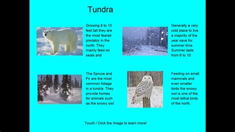 Four Tundra Ecosystem Facts For Windows 8 And 81