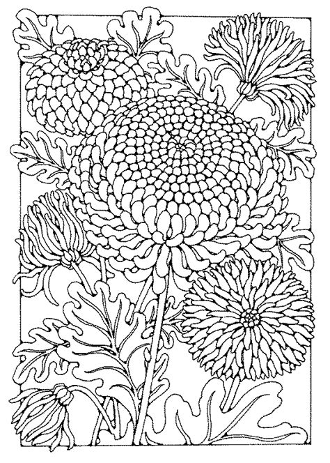 Chrysanthemum coloring pages to download and print for free