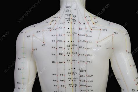 Human Model Showing Acupuncture Points Stock Image C0055711