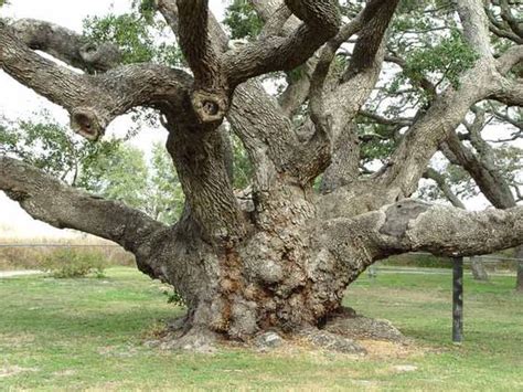 The Big Tree Oldest Oak Tree In Texas 1000 Years Tree Old
