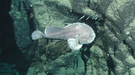 Here is what the blobfish really looks like, before somebody took him to the surface and snapped an. Blobfish - "OCEAN TREASURES" Memorial Library