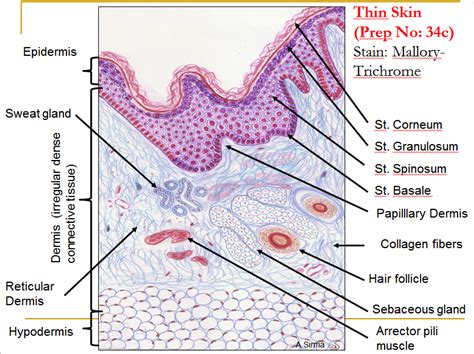 Thin Skin Histology Slides Integumentary System Human Anatomy And