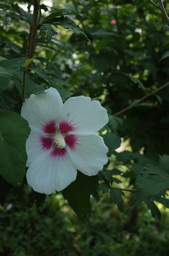 Rose Of Sharon White Red And Cream Stock Photo Download Image Now