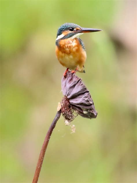 The Common Kingfisher Perched On A Lotus Pod Singapore Botanic