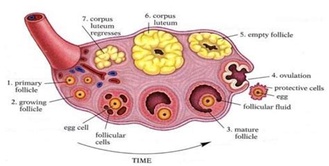 D Anatomy Ovary Cross Section Cgtrader Gambaran