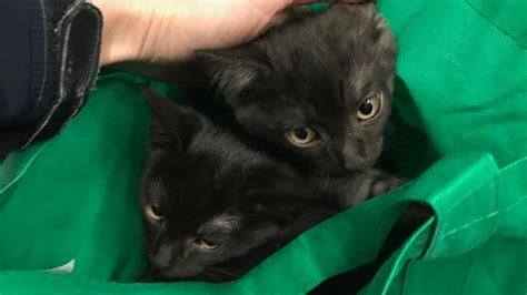 Kittens Dumped At Adelaide Rspca Shelter During Cold Conditions In Tied Up Shopping Bag Abc News