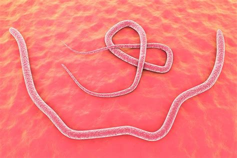 Roundworm Photograph By Kateryna Konscience Photo Library
