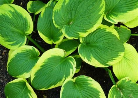 Frances Williams Hosta 🍃 🌿 Bring Beauty And Texture To Your Shade Garden