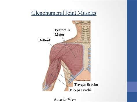 anatomy and kinesiology of the shoulder girdle lesson