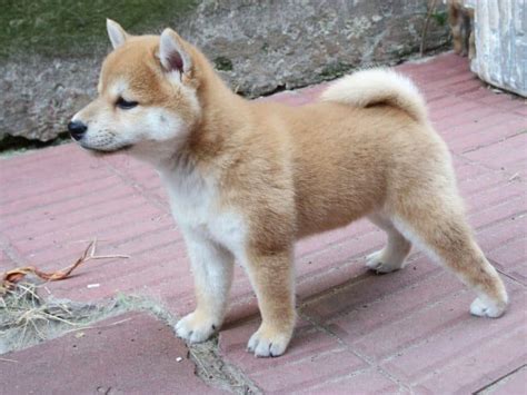 todo sobre el perro shiba inu precios tipos carácter cuidados alimentación fotos videos y