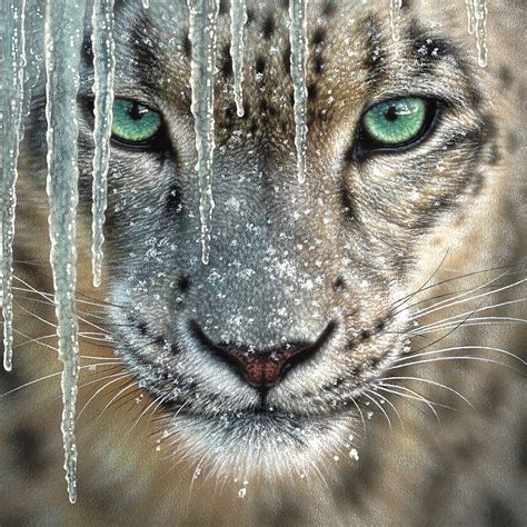Snow Leopard With Blue Eyes