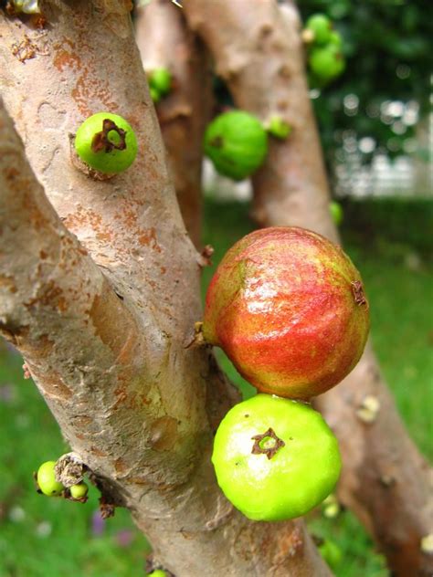 An Unusual Tree Called Jaboticaba On Which Fruit Grow Directly On The
