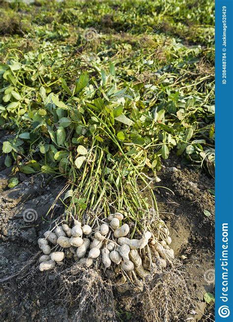 Farmer Harvesting Peanut On Agriculture Plantation Stock Photo Image