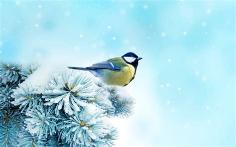 37 Winter Birds And Animals Wallpaper Wallpapersafari
