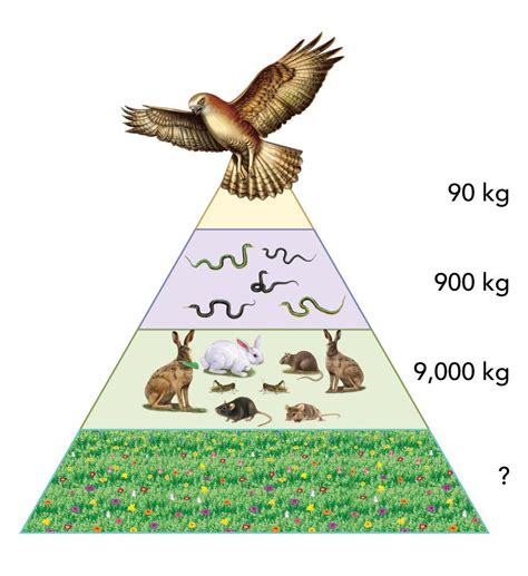 A Pyramid Of Biomass Shows The Mass Of All Of The Organisms In Each