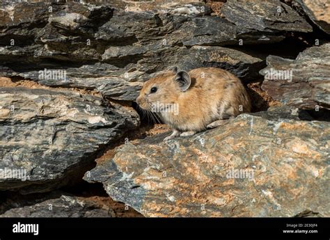 Small Rodent Pika In A Stone Wall In The Steppe Of Mongolia Stock