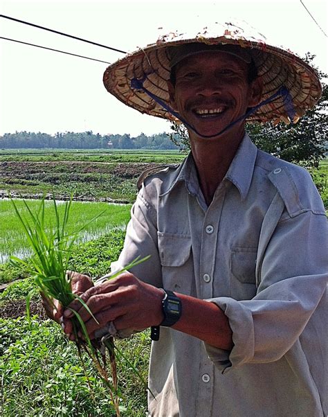 Vietnamese Farmer With A Rice Seedling Farmer Seedlings World