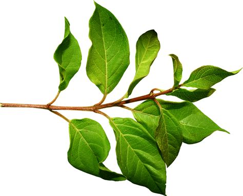 Green Leaves Png Transparent Images Png All