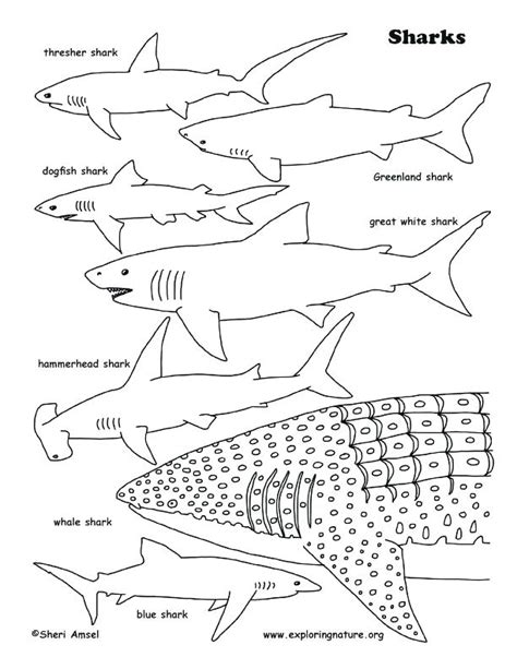 Showing 12 coloring pages related to tiger shark. Tiger Shark Coloring Pages at GetDrawings | Free download