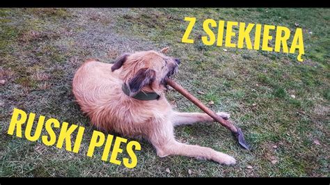 Ruski Pies W Akcji D Russian Dog In Action Youtube