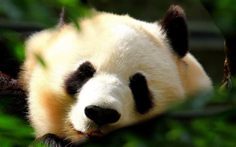 Free Download Cute Giant Panda Hd Wallpaper Free Hd Wallpapers