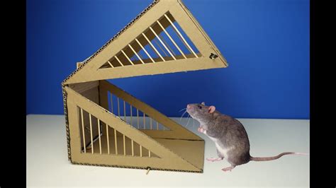 Diy Simple Rat Trap From Cardboard Youtube