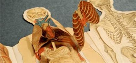 Human Dissection Illustrated In Anatomical Pop Up Books Medical
