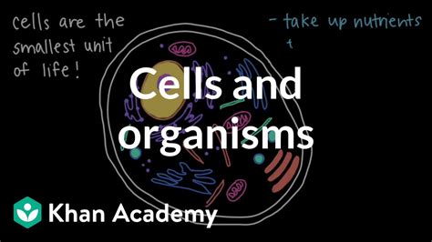 Cells And Organisms Middle School Biology Khan Academy Youtube
