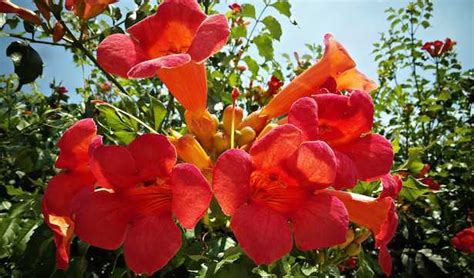 Con fiori arancioni durante hardenbergia, rampicante sempreverde | caratteristiche e. Piante rampicanti con fiori - Idee Green