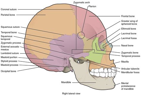 The Skull Anatomical Basis Of Injury