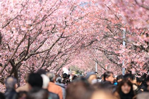 Sakura Symbolism What Is The Cherry Blossoms Meaning In Japan