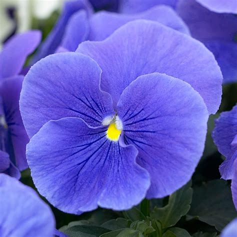 Pansy True Blue Pack Of Six Plants