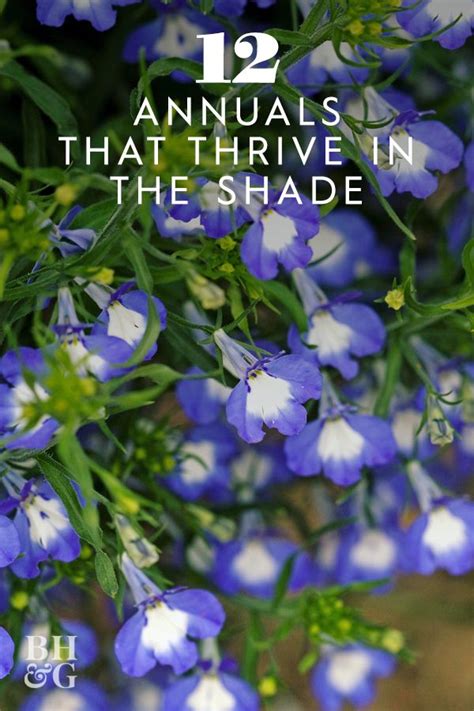 Beautiful Shade Loving Annuals For Your Garden