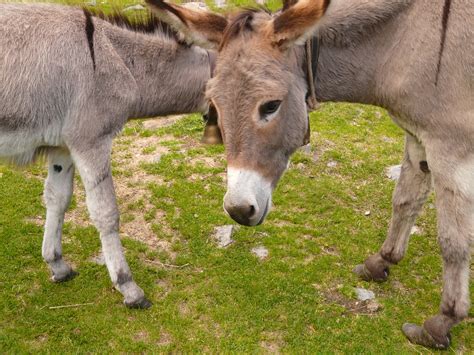 Download Free Photo Of Donkeyanimalanimalsflockgroup From