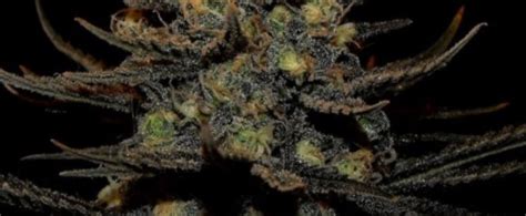 Black Haze Strain Review Origin Effects Yield And More