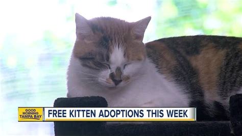 For very young kittens, you will need to acquire kitten milk replacer and some feeding devices. Cat and kitten adoption fees waived for one week at Humane ...