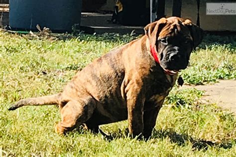 Finding pets for you… recommended pets. Whiskey: Bullmastiff puppy for sale near Houston, Texas. | 252f9234-ae51