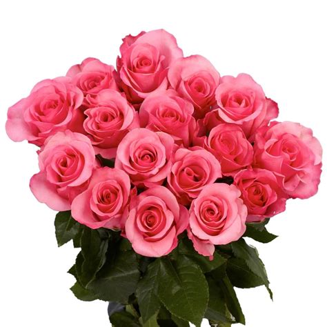 Globalrose Fresh Dark Pink Color Roses Best Flowers And Plants For