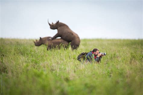 Photographer Missing The Moment Of 2 Rhinos Mating Behind Him By