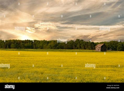 Fields Of Yellow In Rural Calgary Canada Stock Photo Alamy