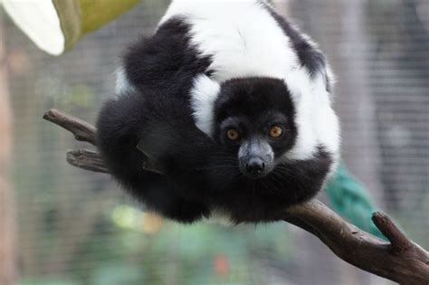 Black And White Ruffed Lemur Zoochat