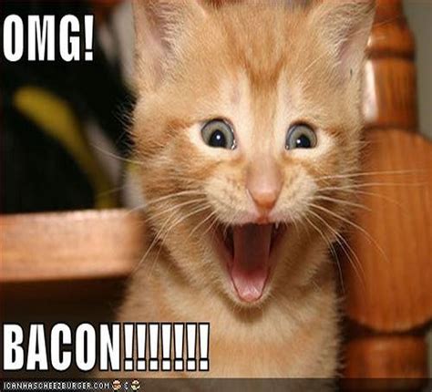 From its yummy taste to its enticing look and the striking aroma, everything some people eat bacon as an occasional treat while in other homes, the food forms part and parcel of every breakfast. Bacon Quotes With Kittens. QuotesGram
