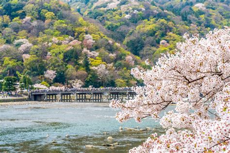The Best Spots To See Cherry Blossoms In Kyoto Gaijinpot Travel