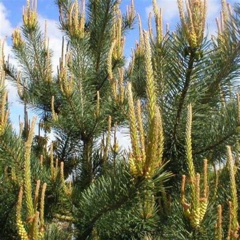 Pinus Sylvestris Vente Pin Sylvestre Pour Le Jardin