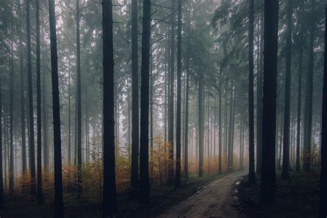 Misty Forest Path Wallpapers Wallpaper Cave