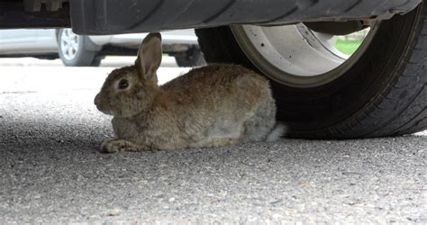 Wild Rose Rabbit Rescue Combating Calgarys Feral Rabbit Problem