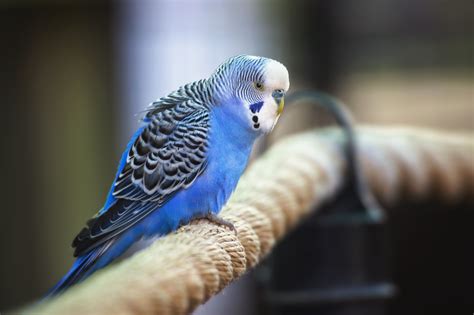 There is a crest resembling a fan on the head of this. Are There Different Types of Parakeets?