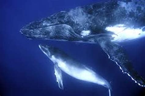 Baleen allows them to eat far more than any toothed whale, eating tons of plankton and other tiny. 10 Facts about Baleen Whales | Fact File