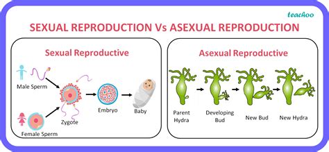 What Are Advantages Of Sexual Reproduction Over Asexual Reproduction